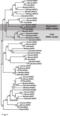 Role of the Basolateral Na+/H+ Exchanger-2 (NHE2) in Ionocytes of Seawater- Acclimated Medaka (Oryzias latipes)